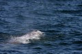 Gray Whale